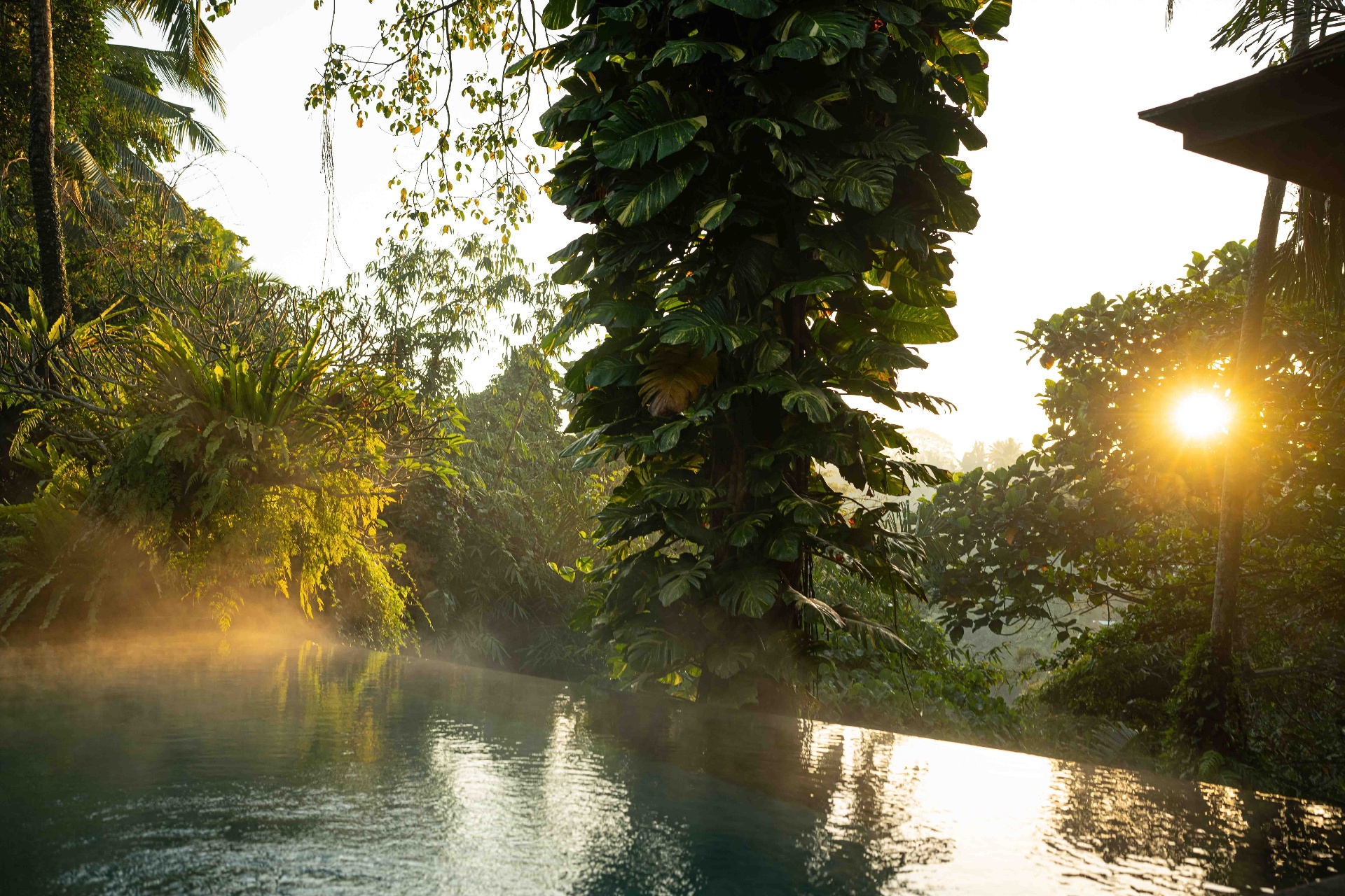 Morning mist rising from a jungle pool at sunrise in Ubud